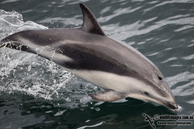 Dusky Dolphin a7092.jpg