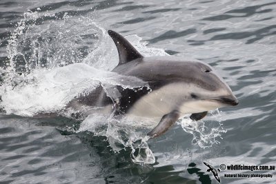 Dusky Dolphin a7094.jpg