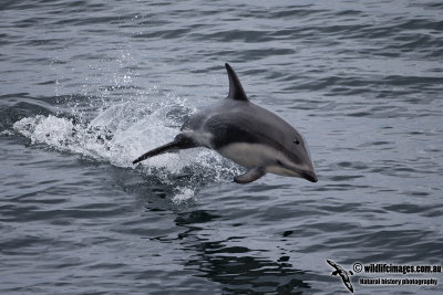 Dusky Dolphin a7102.jpg