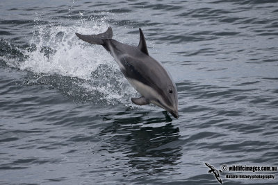 Dusky Dolphin a7111.jpg