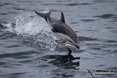 Dusky Dolphin a7117.jpg