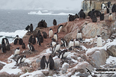 Gentoo Penguin a3110.jpg