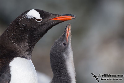 Gentoo Penguin a3189.jpg