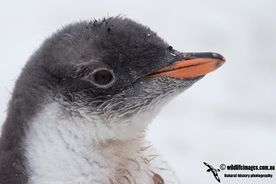 Gentoo Penguin a4278.jpg