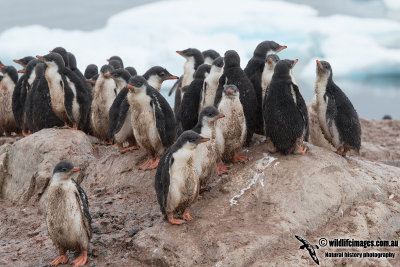 Gentoo Penguin a4290.jpg