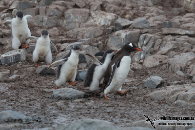Gentoo Penguin a5398.jpg