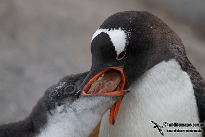 Gentoo Penguin a5691.jpg