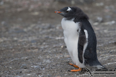 Gentoo Penguin a5869.jpg