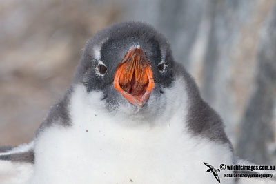 Gentoo Penguin a6413.jpg