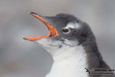 Gentoo Penguin a6418.jpg