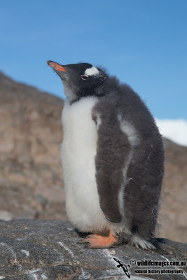 Gentoo Penguin a6978.jpg