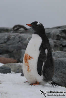 Gentoo Penguin a7611.jpg