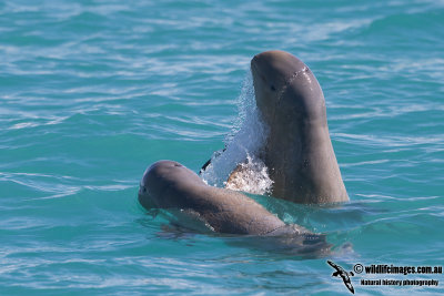 Australian Snub-fin Dolphin a0720.jpg