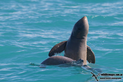 Australian Snub-fin Dolphin a0723.jpg