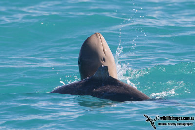 Australian Snub-fin Dolphin a0727.jpg