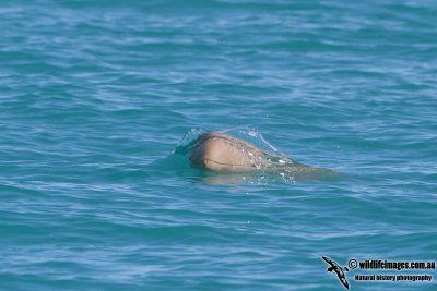 Australian Snub-fin Dolphin a0766.jpg