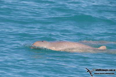 Australian Snub-fin Dolphin a0775.jpg