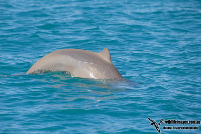 Australian Snub-fin Dolphin a0799.jpg