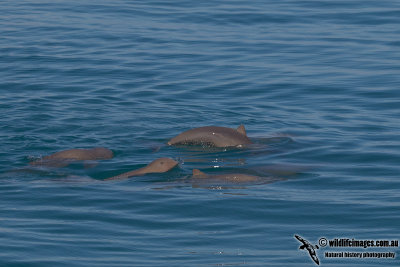 Australian Snub-fin Dolphin a0958.jpg