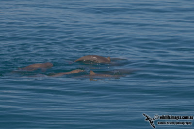 Australian Snub-fin Dolphin a0959.jpg