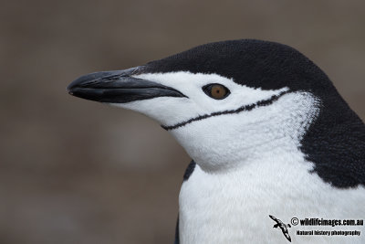 Chinstrap Penguin a3894.jpg