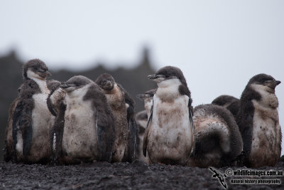 Chinstrap Penguin a4836.jpg