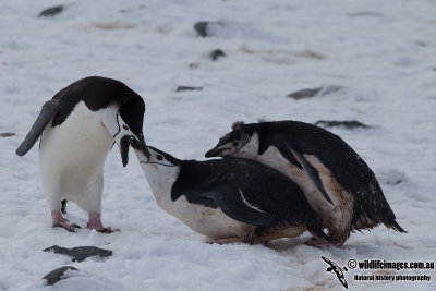 Chinstrap Penguin a4998.jpg