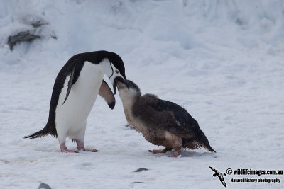 Chinstrap Penguin a5002.jpg