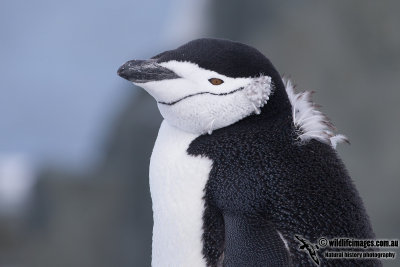 Chinstrap Penguin a5025.jpg