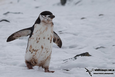 Chinstrap Penguin a5026.jpg