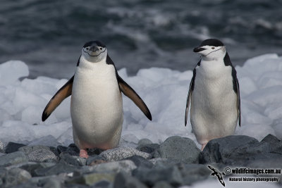 Chinstrap Penguin a5075.jpg
