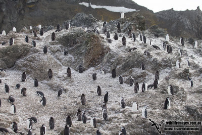 Chinstrap Penguin a5835.jpg