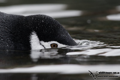 Chinstrap Penguin a5934.jpg