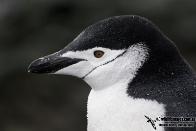 Chinstrap Penguin a5963.jpg