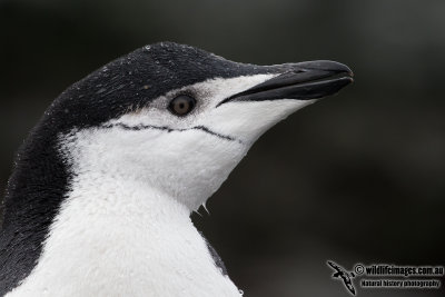 Chinstrap Penguin a5971.jpg
