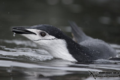 Chinstrap Penguin a5990.jpg