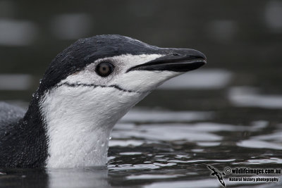 Chinstrap Penguin a5996.jpg