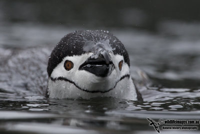 Chinstrap Penguin a6002.jpg