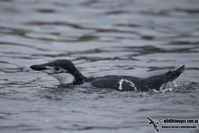 Chinstrap Penguin a6011.jpg