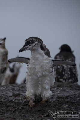 Chinstrap Penguin a7248.jpg