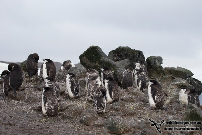 Chinstrap Penguin a7261.jpg