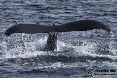Humpback Whale a4786.jpg