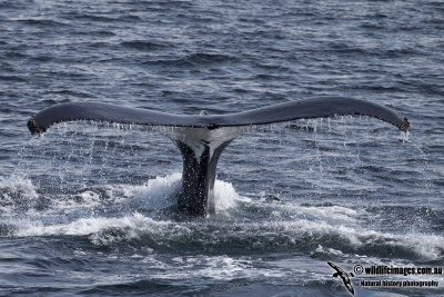 Humpback Whale a4788.jpg