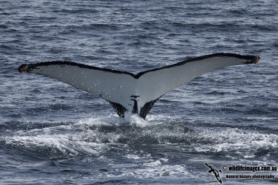 Humpback Whale a4793.jpg