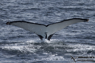 Humpback Whale a4793.jpg