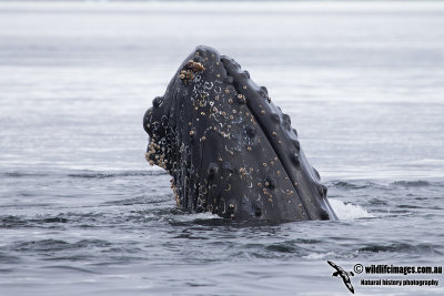 Humpback Whale a6111.jpg