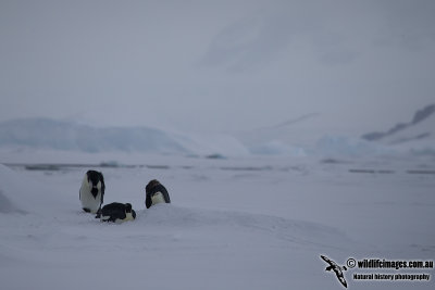 Emperor Penguin a3099.jpg