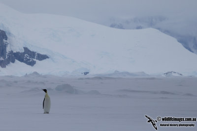 Emperor Penguin a3108.jpg