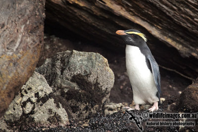 Fiordland Penguin a2099.jpg