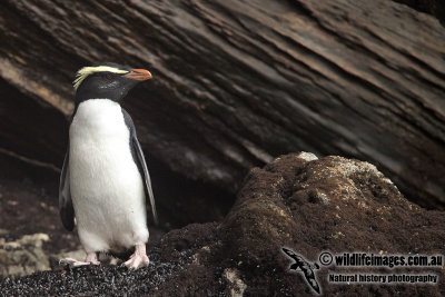 Fiordland Penguin a2128.jpg
